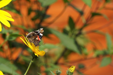 butterfly