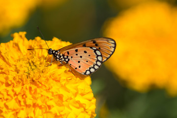 Insect catching yellow flowers