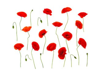Red poppies (corn poppy, corn rose, field poppy, Flanders poppy, red weed, coquelicot) on white background. Top view, flat lay