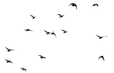 flock of pigeons on a white background