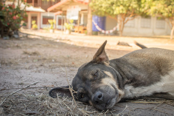 Dog sleeping happily.