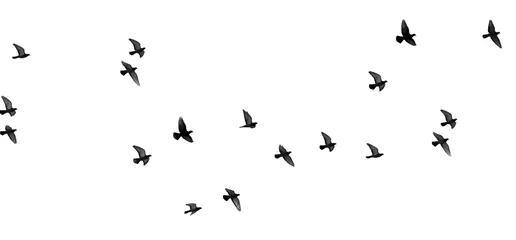 Tuinposter zwerm duiven op een witte achtergrond © schankz