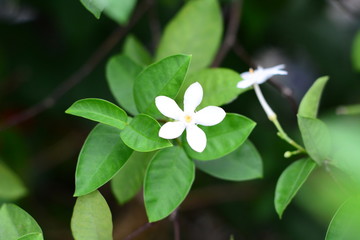 White flower