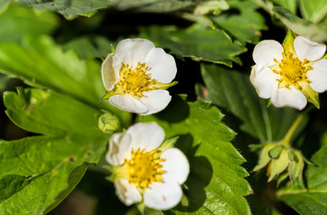 Obraz na płótnie Canvas Flowers strawberries closeup
