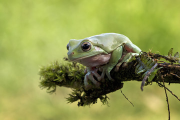 Dumpy tree frog sitting on plant, Indonesia