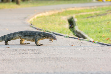 Varanus salvator