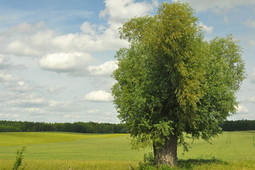 Polska - Mazury - Warmia - Drzewo na polu