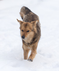 dog running outdoors in winter