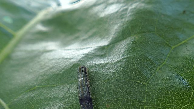 Caterpillars eat leaves11
