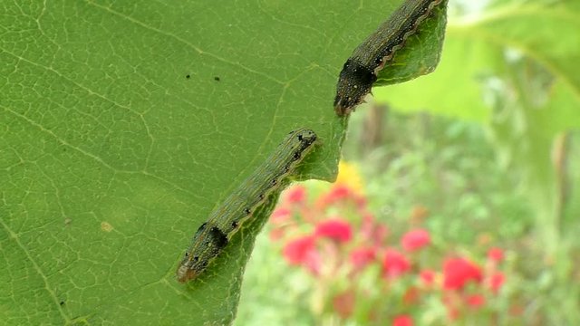 Caterpillars eat leaves9