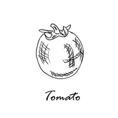 Hand drawn vector illustration of tomato isolated on white