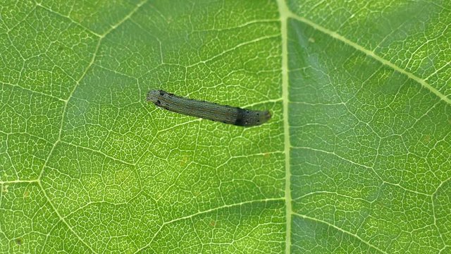 Caterpillars eat leaves7