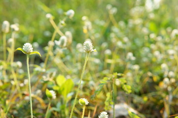 Obraz premium grass flowers in the meadow