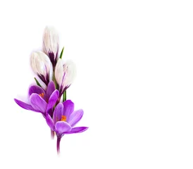 Papier Peint photo Lavable Crocus Bouquet de crocus violets et blancs (Crocus vernus) sur fond blanc avec un espace réservé au texte. Vue de dessus, mise à plat