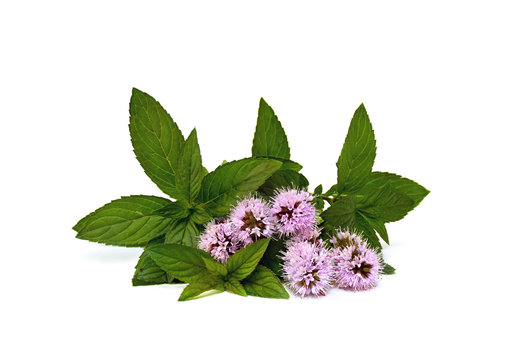 Leaves and flowers mint (Mentha) on white background