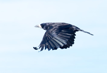 Black crow in flight against blue sky