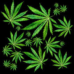 Crowd of Cannabis leaves on black background