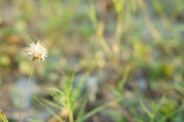 closeup of grass flower