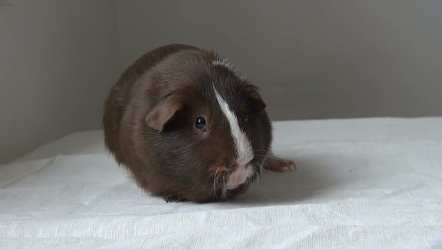 Bring a Guinea pig into the frame and then take