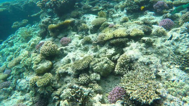 Fish swim among the coral. Underwater