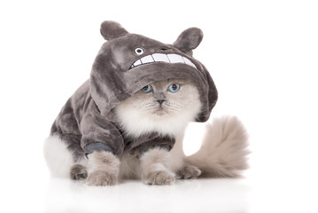 fluffy cat with blue eyes in funny clothes