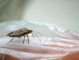 Bug. Beetle. Sunn pest. Insect. Eurygaster integriceps. Pest of cereal crops.