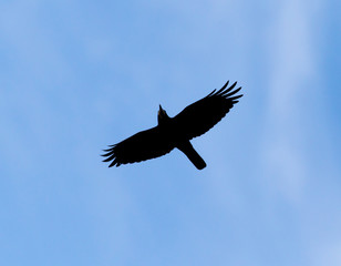 Crow on a background of blue sky