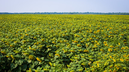 Sunflower field,field of blooming sunflowers on a background sunset,summer landscape,Bright yellow sunflowers and sun,Sunflower harvest