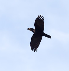 crows on the background of the sky with clouds
