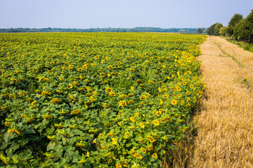 Fototapeta na wymiar Sunflower field,field of blooming sunflowers on a background sunset,summer landscape,Bright yellow sunflowers and sun,Sunflower harvest