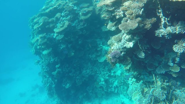 Colorful fish swim among coral.