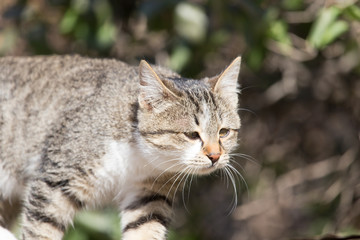 cat in nature