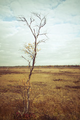 Lone tree in Aapa Bog