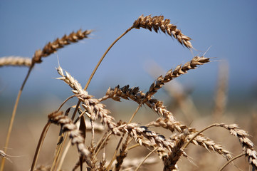 Fully ripe wheat ears in a field ready for harvest