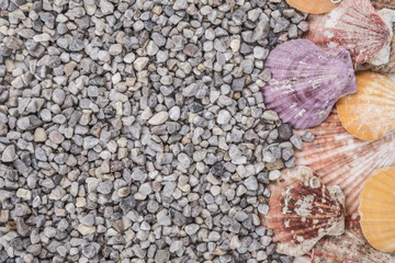 Summer background with seashells