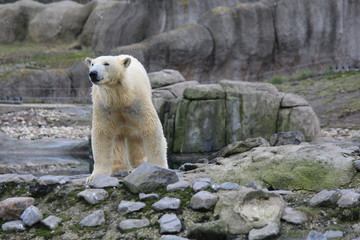 Polar bear
