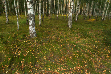 Obraz premium Fallen dry leaves on the grass in birch forest