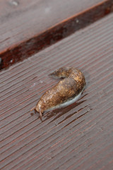 Slug Crawling over Wet Wood