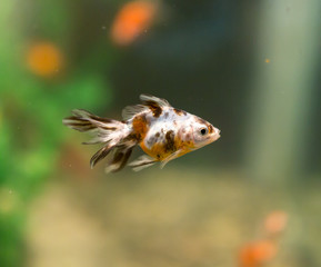 beautiful fish in the aquarium