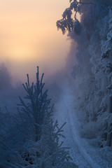 Misty Winter Forest with morning sun shining through