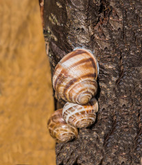 grape snails on a tree close-up