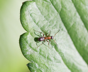 ant in nature. Macro