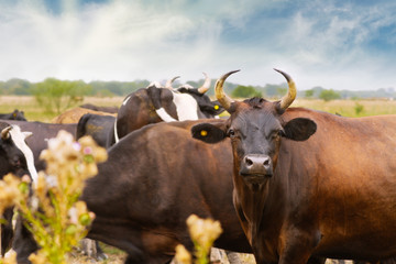 Bull in a field in the province of Buenos Aires, Argentina