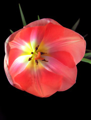 Opened pink tulip. On the black.