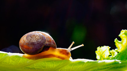 Snail on Cabbage