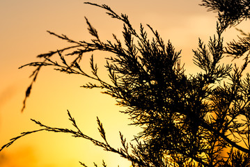 Obraz premium tree branch at sunset