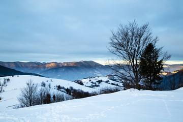 Mount Forest Beautiful winter panorama. Carpathian mountains