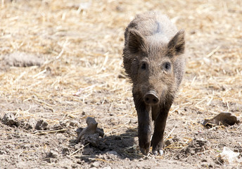 wild boar in a park on the nature