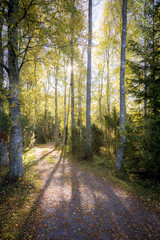 Fototapeta na wymiar Autumn road with sun shining through the forest.
