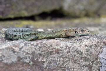 Viviparous Lizard (Zootoca vivipara)/Common Lizard basking on lichen covered stone wall